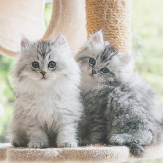 two-persian-kittens-on-cat-tree_ANURAK-PONGPATIMET_Shutterstock